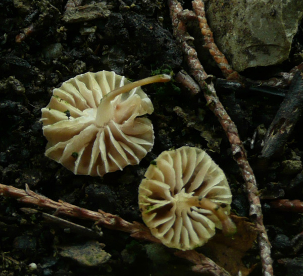 Marasmius ramealis? (Mycena sp.)